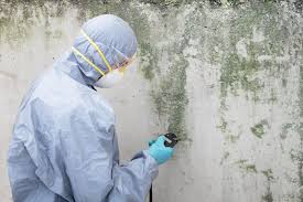 Professional Mold Remediation in Marana, AZ